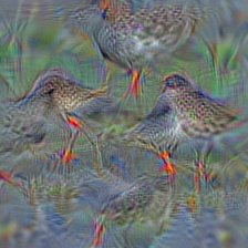 n02027492 red-backed sandpiper, dunlin, Erolia alpina